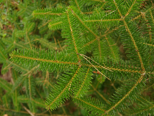 abies_cephalonica_-_Vilmorin_-_Grecian_fir