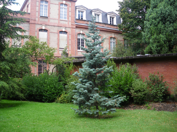 abies_concolor_-_Vilmorin_-_Colorado white_fir