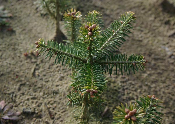 Abies fraseri (Fraser Fir)