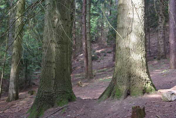 abies_grandis_-_Vilmorin_-_Giant_fir