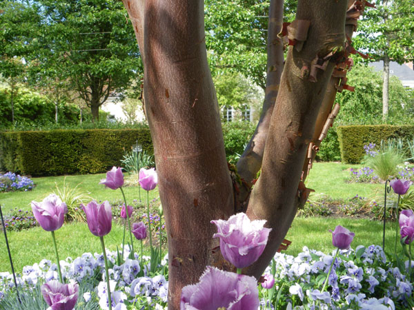 acer_griseum_-_Vilmorin_-_Paperbark_maple