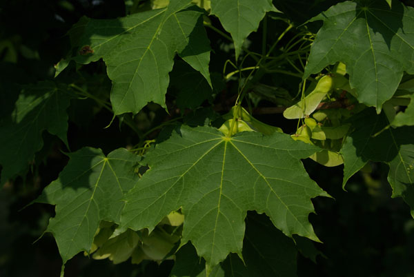 acer_platanoides_-_Vilmorin_-_Norway_maple