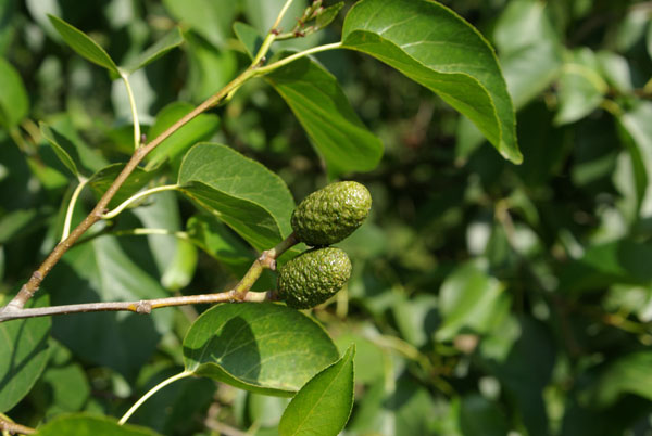 alnus_cordata_-_Vilmorin_-_Italian_alder