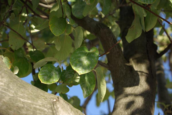 amelanchier_canadensis_-_Vilmorin_-_Service_berry