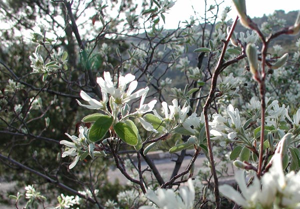 amelanchier_ovalis_-_Vilmorin_-_snowy_mespilus