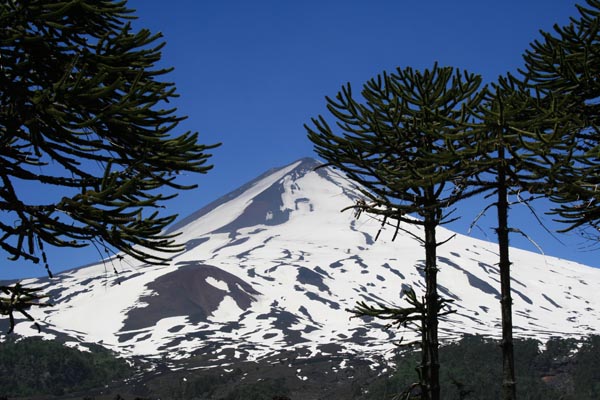 araucaria_araucana_-_Vilmorin_-_Monkey_puzzle