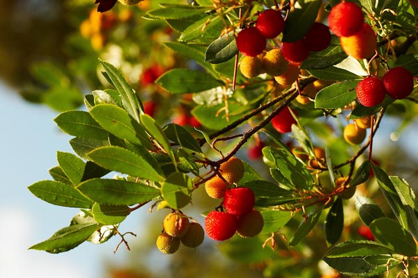 arbutus_unedo_-_Vilmorin_-_Strawberry_tree