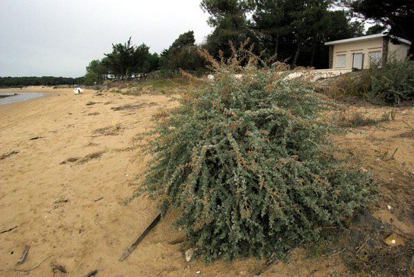 atriplex_halimus_-_Vilmorin_-_Tree_purslane