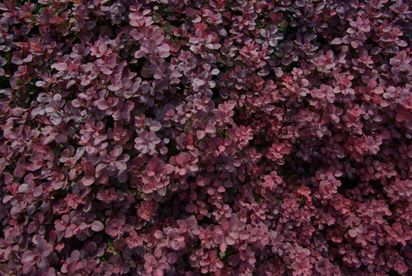 berberis_thunbergii_-_Vilmorin_-_Japanese_barberry