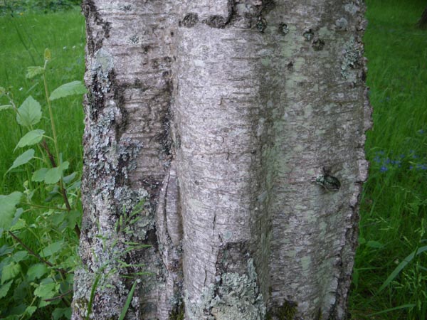 betula_pubescens_-_Vilmorin_-_Downy_birch