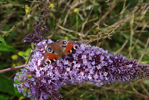 buddleia_davidii_-_Vilmorin_-_Butterfly_bush