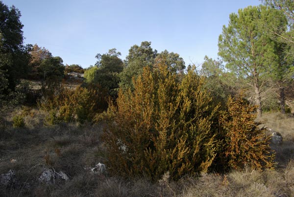 buxus_sempervirens_-_Vilmorin_-_Common_box
