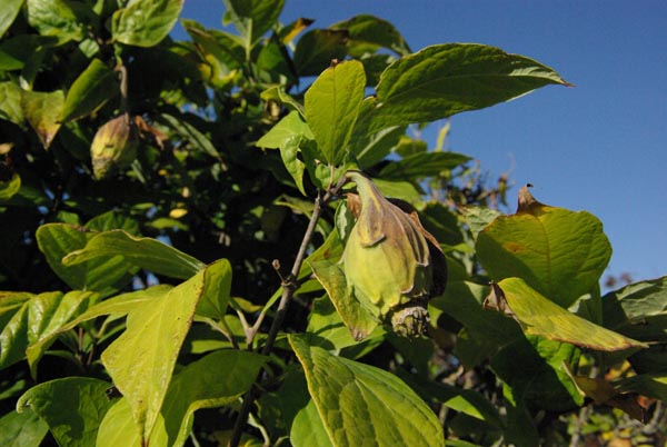 calycanthus_floridus_-_Vilmorin_-_Carolina_allspice