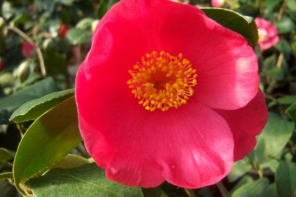 camellia_japonica_-_Vilmorin_-_Common_camellia