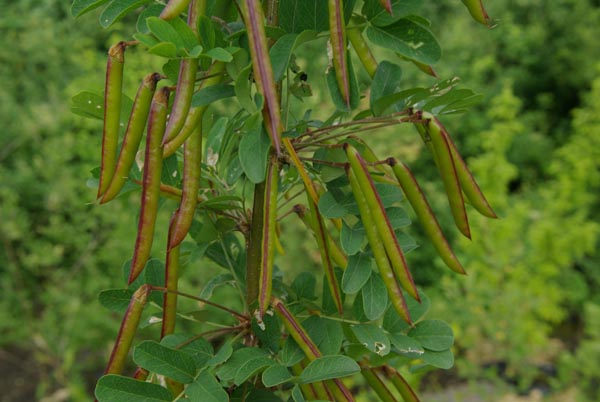 caragana_arborescens_-_Vilmorin_-_Pea_tree