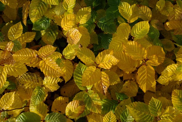 carpinus_betulus_-_Vilmorin_-_Common_hornbeam