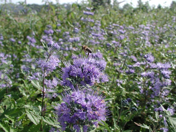 caryopteris_incana_-_Vilmorin_-_Blue_beard