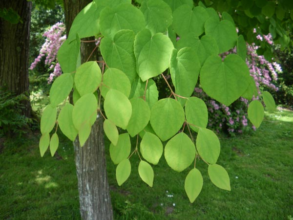 cercidiphyllum_japonicum_-_Vilmorin_-_Katsura_tree