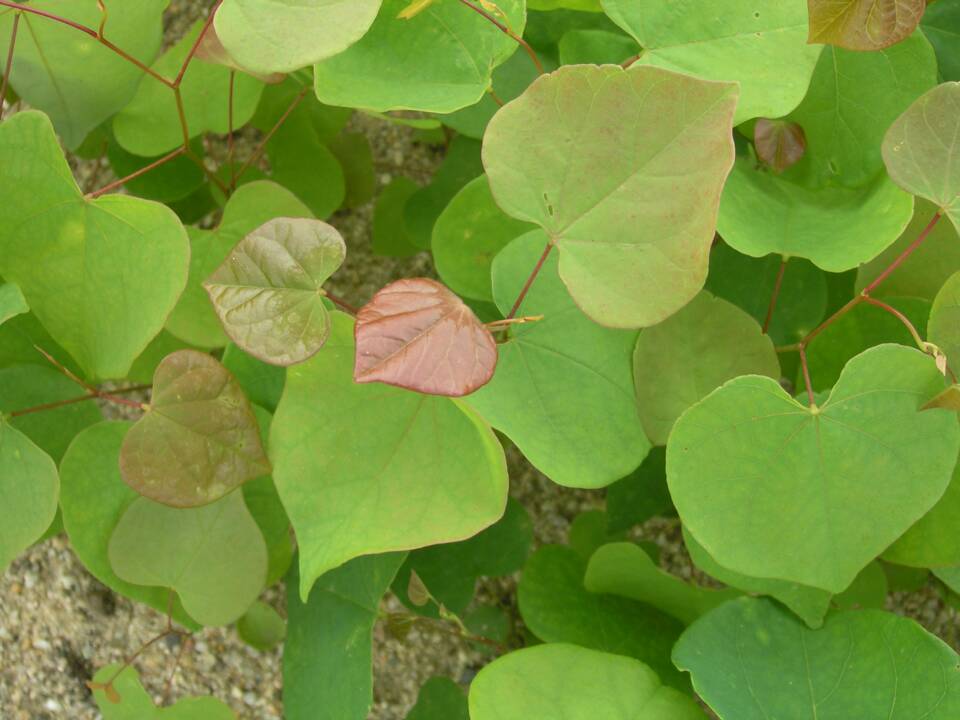 Cercis_canadensis_North_American_Redbud