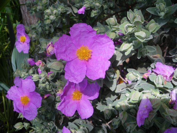 cistus_albidus_-_Vilmorin_-_White-leaved_rock_rose