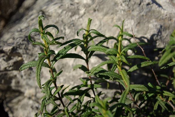 cistus_monspeliensis_-_Vilmorin_-_Montpellier_rock_rose