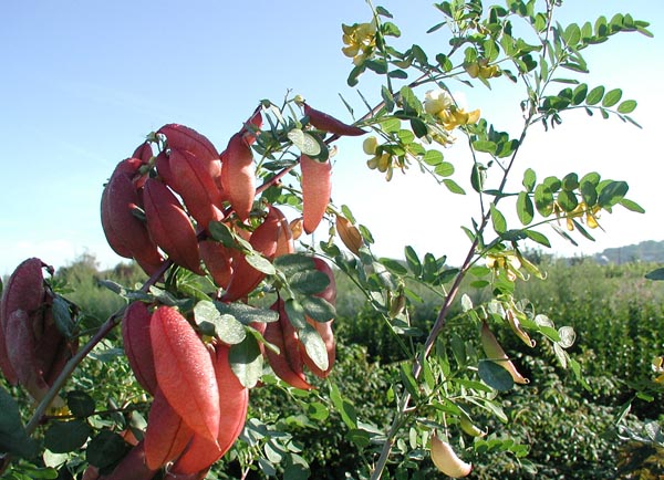 colutea_arborescens_-_Vilmorin_-_Bladder_senna