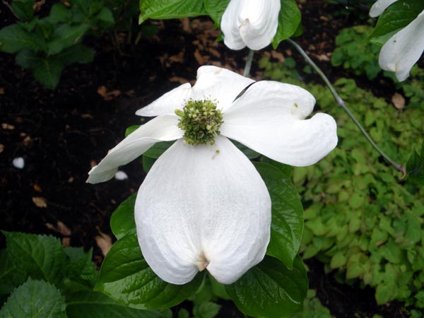 cornus_florida_-_Vilmorin_-_Flowering_dogwood