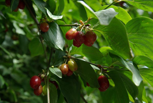 cornus_mas_-_Vilmorin_-_Cornelian_cherry