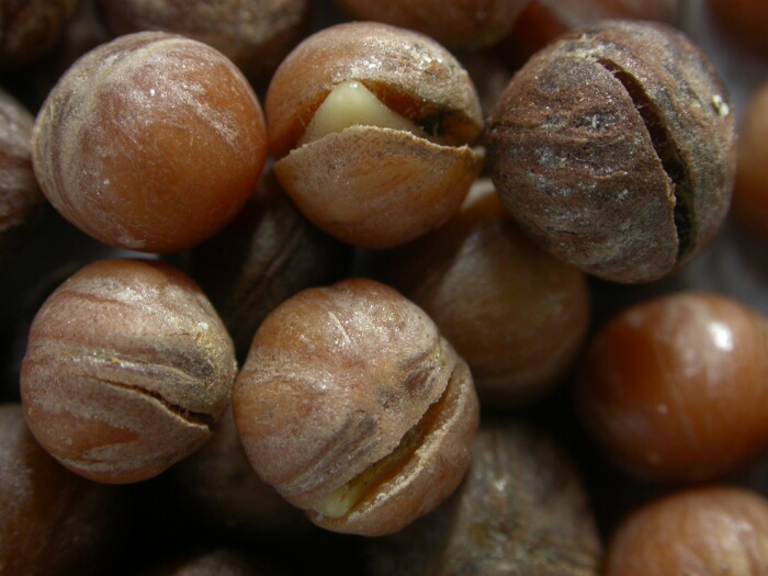 Cornus sanguinea pretreated seeds