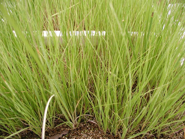 cortaderia_selloana_-_Vilmorin_-_Pampa_grass