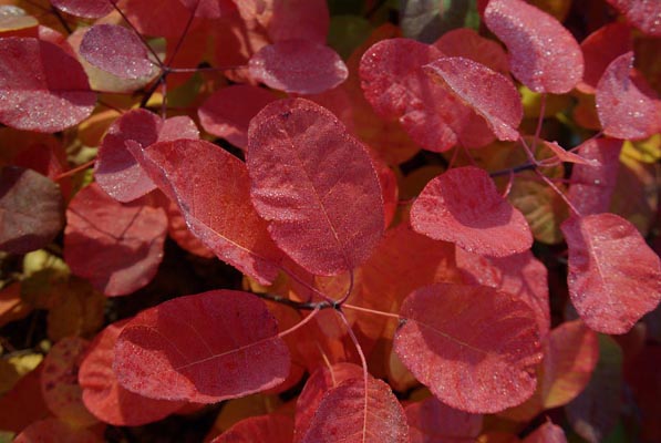 cotinus_coggygria_-_Vilmorin_-_Smoke_tree