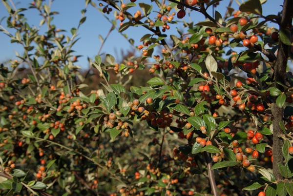 cotoneaster_franchetii_-_Vilmorin_-_Franchet's_cotoneaster