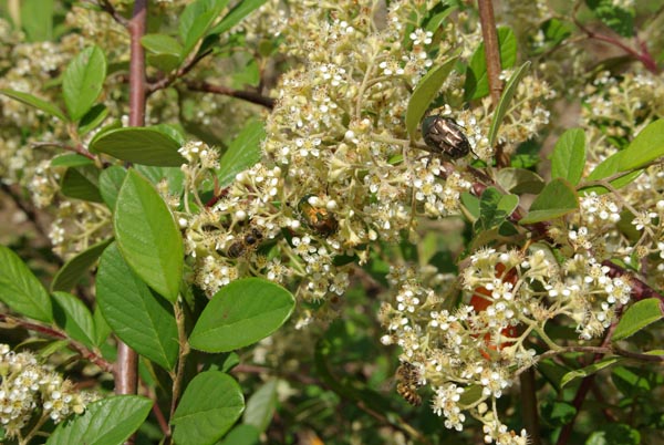 cotoneaster_lacteus_-_Vilmorin_-_Milkflower_cotoneaster