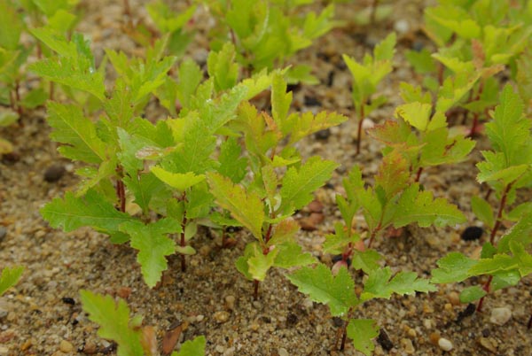 crataegus_monogyna_-_Vilmorin_-_Common_hawthorn