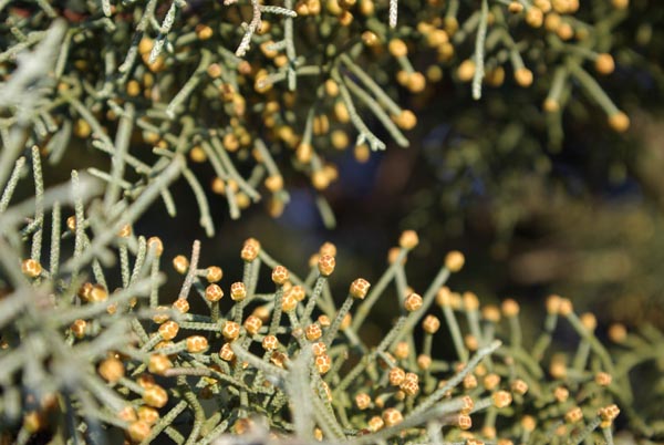cupressus_arizonica_-_Vilmorin_-_Arizona_cypress