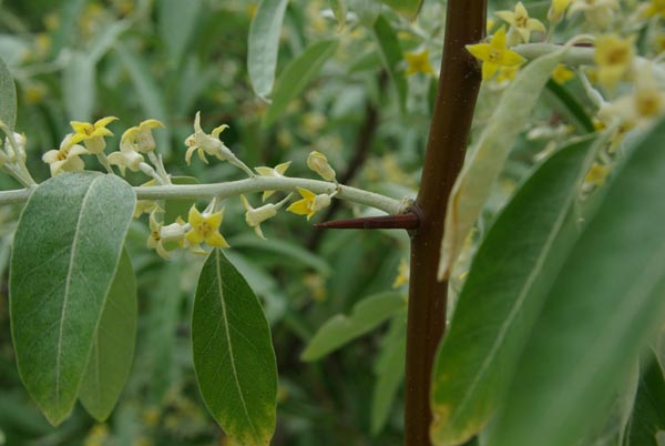 elaeagnus_angustifolia_-_Vilmorin_-_Russian_olive