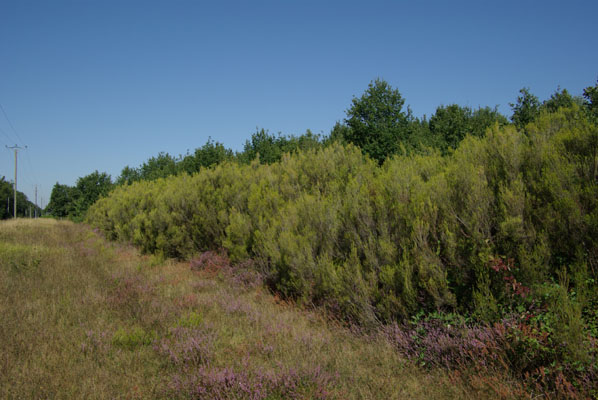 erica_scoparia_-_Vilmorin_-_Besom_heath