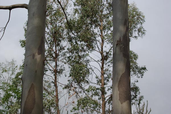 eucalyptus_gunnii_-_Vilmorin_-_Cider_gum