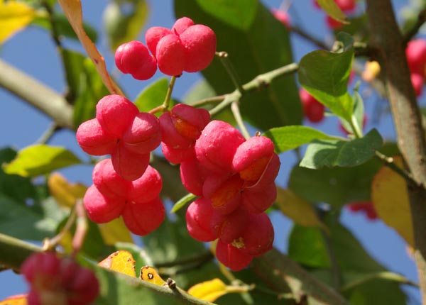 euonymus_europaeus_-_Vilmorin_-_Spindle_tree