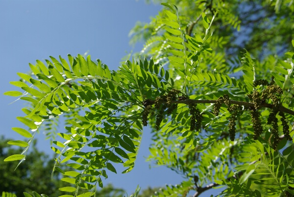 Gleditsia_triacanthos_Honey_locust