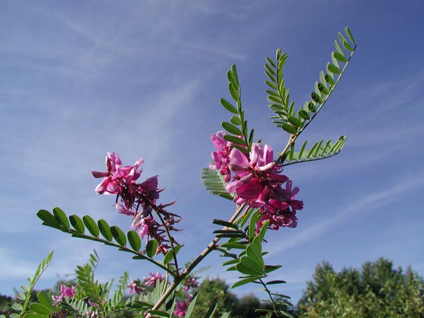 indigofera_gerardiana_-_Vilmorin_-_Gerard's_indigo