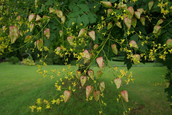 koelreuteria_paniculata_-_Vilmorin_-_Golden_rain_tree