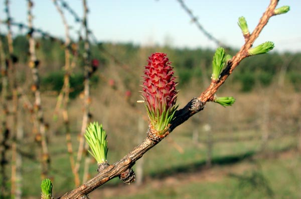 larix_decidua_-_Vilmorin_-_European_larch