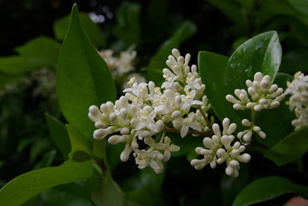 ligustrum_japonicum_-_Vilmorin_-_Japanese_privet