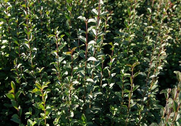 ligustrum_sinense_-_Vilmorin_-_Chinese_privet