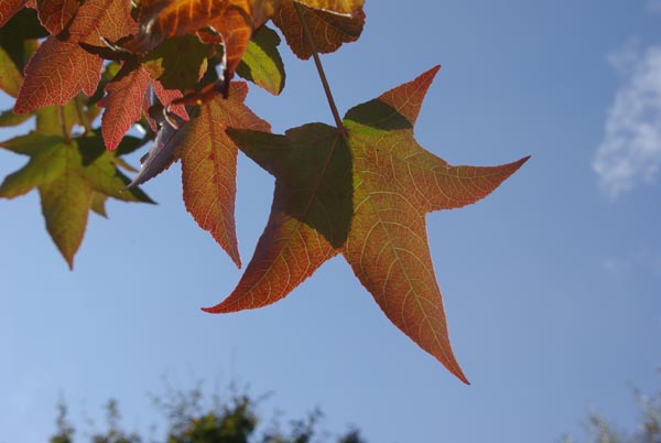 liquidambar_styraciflua_-_Vilmorin_-_Sweetgum