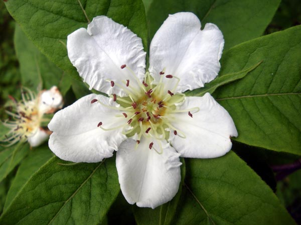 mespilus_germanica_-_Vilmorin_-_Medlar