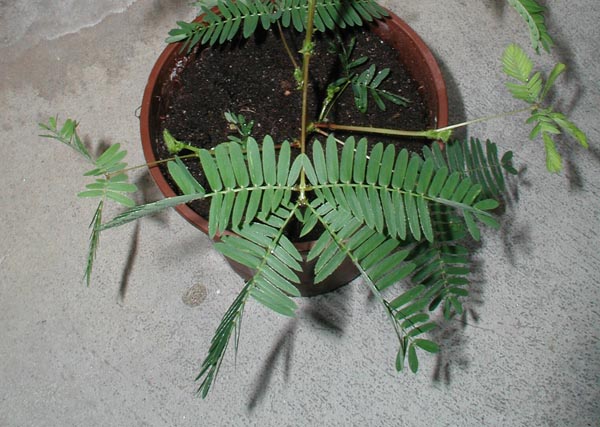 mimosa_pudica_-_Vilmorin_-_Sensitive_plant