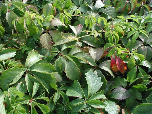 parthenocissus_quinquefolia_-_Vilmorin_-_Virginia_creeper
