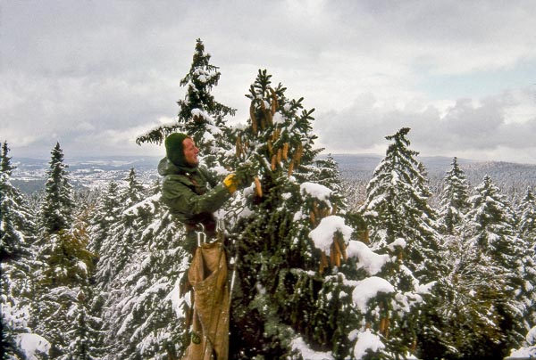 picea_abies_-_Vilmorin_-_Norway_spruce